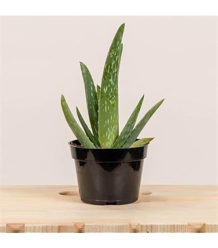 Live Black Aloe Vera  Rare Succulent with Medicinal & Air Purifying  Properties | For Indoor/Outdoor | Healing & Decorative for Home, Garden &  Office : Amazon.in: Garden & Outdoors