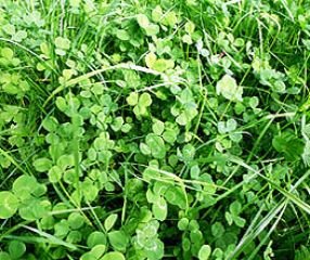 Bobby-Seeds Bodenkursamen Erstgrün Schnellgrüner Maxi-Pack