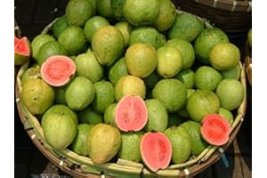 SVI * 15 Dwarf Pineapple/Strawberry Guava Seeds ** #1080