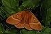 Produktbild 432092 Female Oak Eggar Lasiocampa Quercus A4 Photo Poster Print 10x8