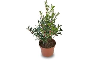 Verdecora Acebo | Holly Tree | Arbusto de navidad | Frutos de invierno | Planta natural de exterior con frutos rojos (Maceta 3L)