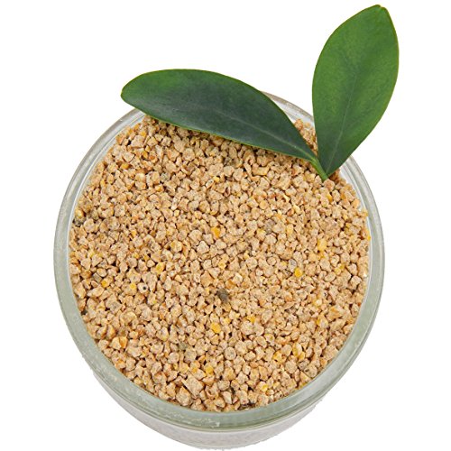 Kükenfutter nature 1 Kilo - Wachtel Kükenfutter