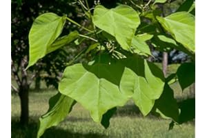 RP Seeds Catalpa bignonoides (Indian Bean Tree) - 20 Seeds