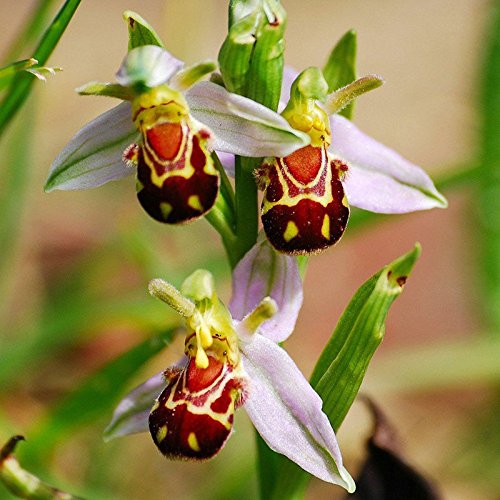 100 Samen Bienen-Ragwurz Orchidee Ophrys apifera Seltene Samen