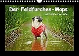 Der Feldfurchen-Mops (Wandkalender 2016 DIN A4 quer): ...und seine Freunde (Monatskalender, 14 Seiten) (CALVENDO Tiere) by 