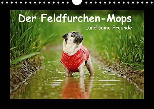 Der Feldfurchen-Mops (Wandkalender 2016 DIN A4 quer): ...und seine Freunde (Monatskalender, 14 Seiten) (CALVENDO Tiere)