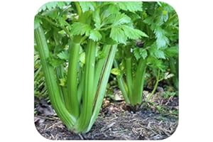GROWTANICAL Celery 'Victoria' Plug Plants x 5 Grow Your Own Vegetables