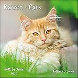 Katzen Cats 2019 - Broschürenkalender - Wandkalender - mit herausnehmbarem Poster - Format 30 x 30 cm by 