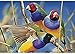 Price comparison product image Aus Geo Gouldian Finches, 1000pc