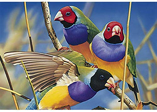 Price comparison product image Aus Geo Gouldian Finches