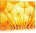Produktbild Pusteblumenblüten im orangen Licht Format: 100x70 auf Leinwand, XXL riesige Bilder fertig gerahmt mit Keilrahmen, Kunstdruck auf Wandbild mit Rahmen, günstiger als Gemälde oder Ölbild, kein Poster oder Plakat