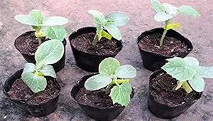 Siddhi Plant Nursery Bags Size(5X7) INCH Pack of 25 (Black)