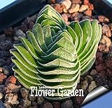 Venta! suculentas bonsai echinopsis tubiflora, jardÃ­n de cactus, rara flor de cactus, a unos 100 pc / paquete, # 5e8e4u