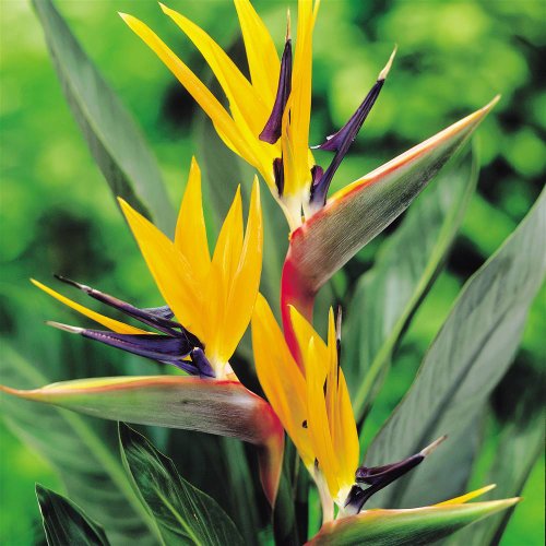 Strelitzie - 2 pflanzen