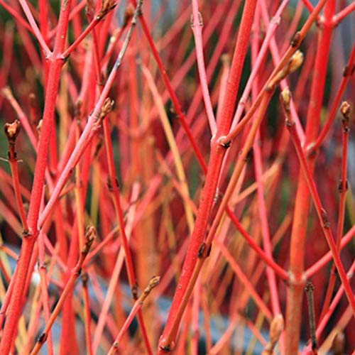 Cornus sanguinea 'Common Dogwood' Bare Root Hedge - Green Hedging, Tree, Plants (2-3ft (60-90cm)) (5 Plants)