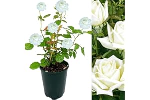 CARBETH PLANTS Rose Bush Polar Star - Floribunda White Rose Bush for The Garden in a 3 Litre Pot (3 Plants)