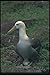 Produktbild 103028 Waved Albatross On Egg A4 Photo Poster Print 10x8