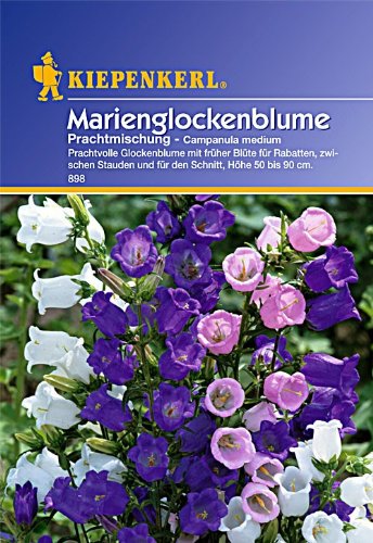 Sperli Blumensamen Glockenblume Marien-Prachtmischung, grün