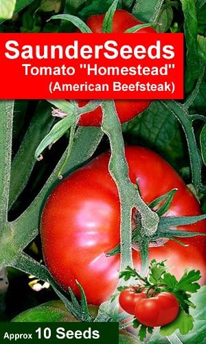 10 Tomato Seeds Homestead Lycopersicon esculentum, Beefsteak variety from the USA