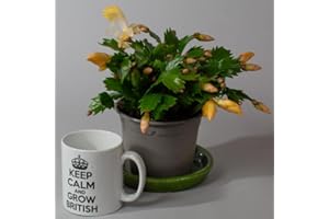 TROPICAL PLANTS UK Christmas Cactus | Schlumberger | Houseplant | 13cm Pot (Yellow)