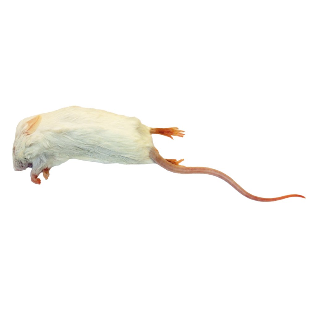 Frozen Mice - Large Size 22-30g - Pack of 10