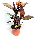 Mphmi Nursery Delhi Plant NCR Canna Variegated Red Plant - Canna Indica, Keli Plant