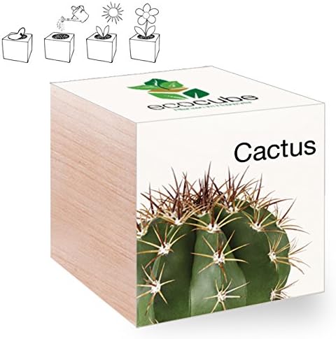 Cactus in Wooden Dice