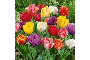 GENERICO 50 X Tulipani Doppi Misti - Bulbi Di Alta Qualità (50)