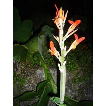 Canna - Indisches Blumenrohr 'Canna indica' 10 Samen