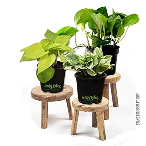 Leafy Tales Set of 3 Money Plant Combo- Green Money Plant, Golden Money Plant & White Money Plant in Black Plastic Pot| Air Purifier Live Indoor Plant. Stands for Display only.