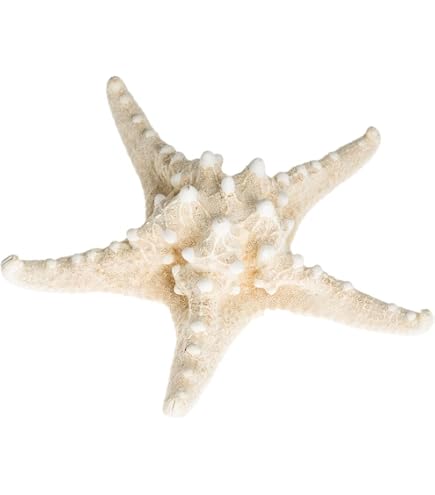 5 Echte Seesterne – Ca. 7–10 Cm, Für Maritime Dekoration Wie Fischernetze