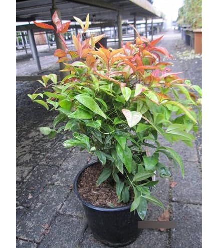 Nandina domestica Gulf Stream - Heiliger Bambus - Himmelsbambus - 30-40cm :  Amazon.de: Garten