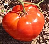 Calientes de la venta 100pcs enorme grande de la herencia de tomate dulce bonsai jardinerÃ­a plantas plantas bonsai vegetal para jardÃ­n: clear