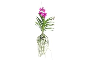 Plant in a Box - Orchidée Vanda 'Tayanee Cerise' - Blanc crème - Hauteur 65cm