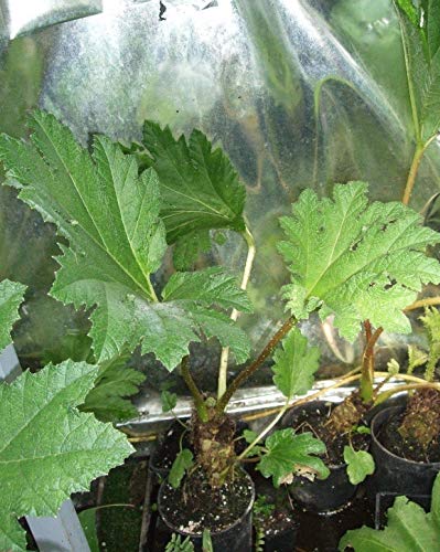 Preisvergleich Produktbild Portal Cool Mammutblatt 3 Liter Töpfe