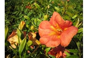 TOKISO Chinesische Trompetenblume - Campsis Grandiflora - Kletterpflanze, schnellwachsend, reichblühend, 40-60 cm