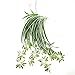 Produktbild ghfcffdghrdshdfh Simulation Artificial Flowers Plants Wall Hanging Chlorophytum Potted Plants
