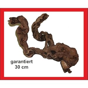 Weinrebe, garantiert 30cm, Terrarium, Dekoration