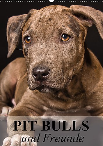 Pit Bulls und Freunde (Wandkalender 2017 DIN A2 hoch): Starke Hunde zwischen Wahrheit und Hetze. (Monatskalender, 14 Seiten ) (CALVENDO Tiere)