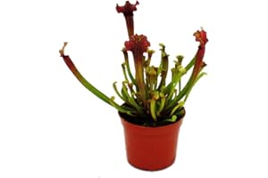 Exotenherz Schlauchpflanze - Sarracenia "Judith" - Fleischfressende Pflanze - 9cm Topf