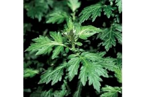 SVI Graines magiques 200 armoise Graines Artemisia absinthium