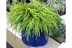 HARRO'S PFLANZENWELT Chamaecyparis pisifera filifera nana - Grüne Fadenzypresse - immergrüne winterharte Konifere 19 cm Topf