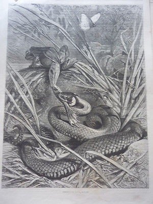 1888 CI9 SERPENT MONSTRUEUX REPAS GRENOUILLE PATTE GUEULE SAUCE NATURE PAPILLON en ligne 1888 CI9 SERPENT MONSTRUEUX REPAS GRENOUILLE PATTE GUEULE SAUCE NATURE PAPILLON en ligne
