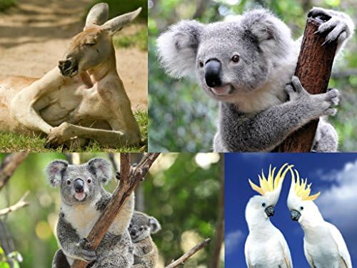 "Australian Wildlife-Cards": Pack of 8 Postcards of Animals of Australia - Best for Animal Lovers, Postcard Collectors and postcrossing