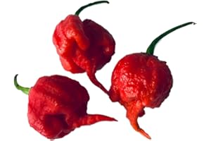 250 Semillas Carolina Reaper rojo By Samenchilishop