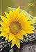 Produktbild Lady-Timer Sonnenblume 2020: Buchkalender - Terminplaner. 1 Woche 4 Seiten. Format: 11 x 15,3 cm