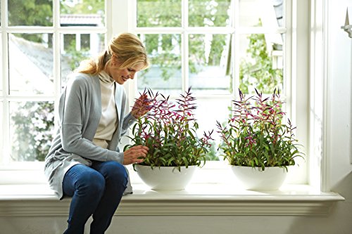 elho Brussels Diamond Oval Blumentopf 36cm – Weiss - 3