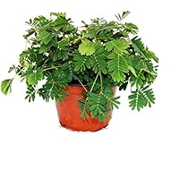 Exotenherz - Mimose"Rühr-Mich-Nicht-An" - Die Pflanze, die auf Berührung reagiert - 9cm Topf
