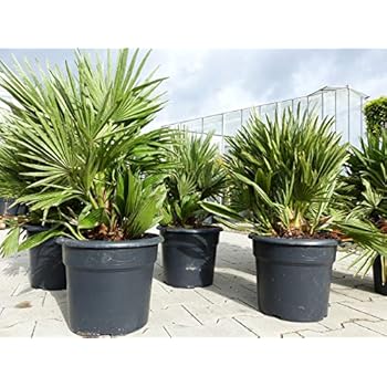 Winterharte Zwergpalme, (Chamaerops humilis), Eine der
