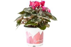 Verdecora Cyclamen | Flor de invierno | Violeta de los Alpes | Planta natural de exterior e interior con flor (Maceta 11cm)